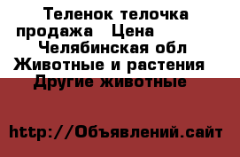 Теленок телочка продажа › Цена ­ 7 000 - Челябинская обл. Животные и растения » Другие животные   